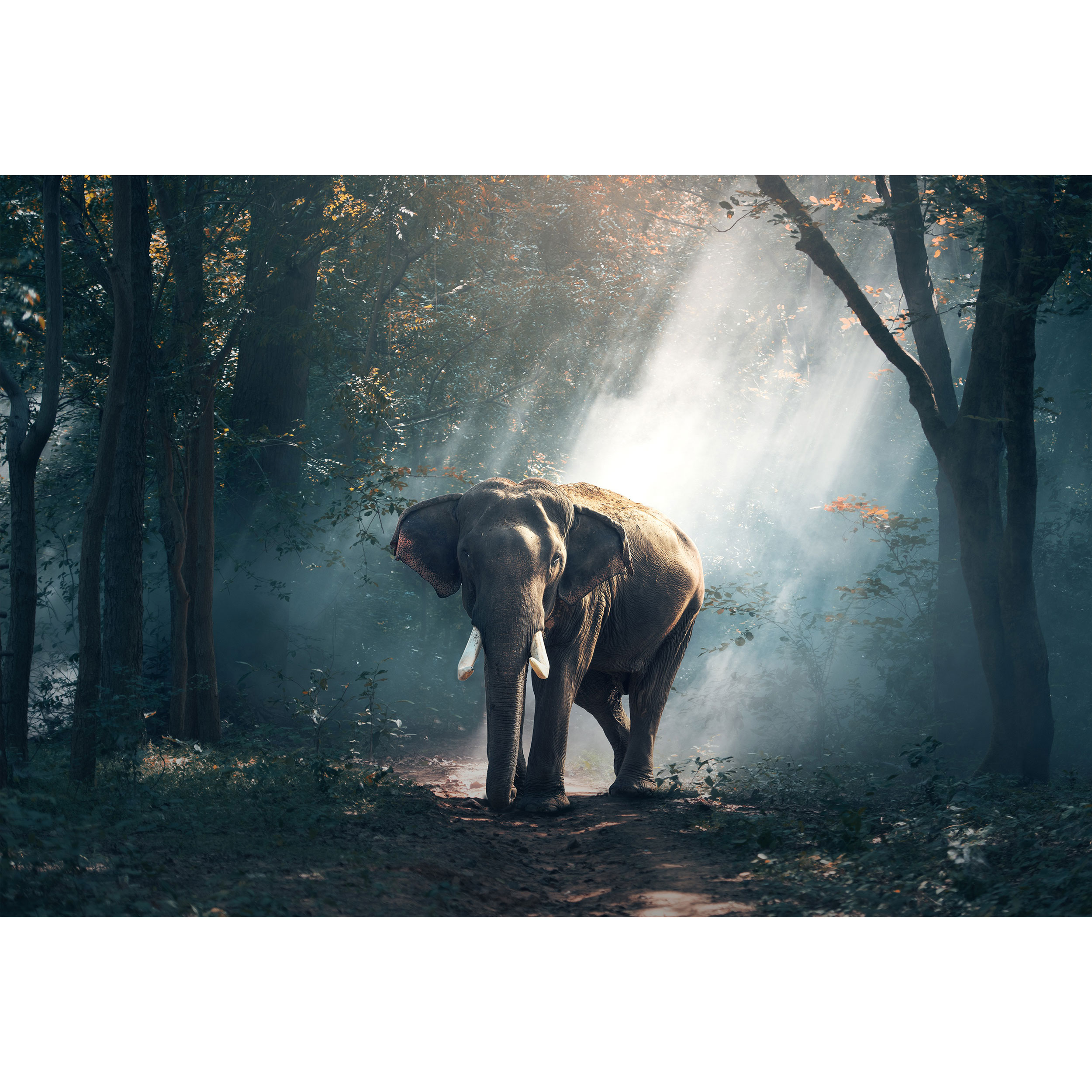 تابلو شاسی طرح فیل و جنگل مدل T1567