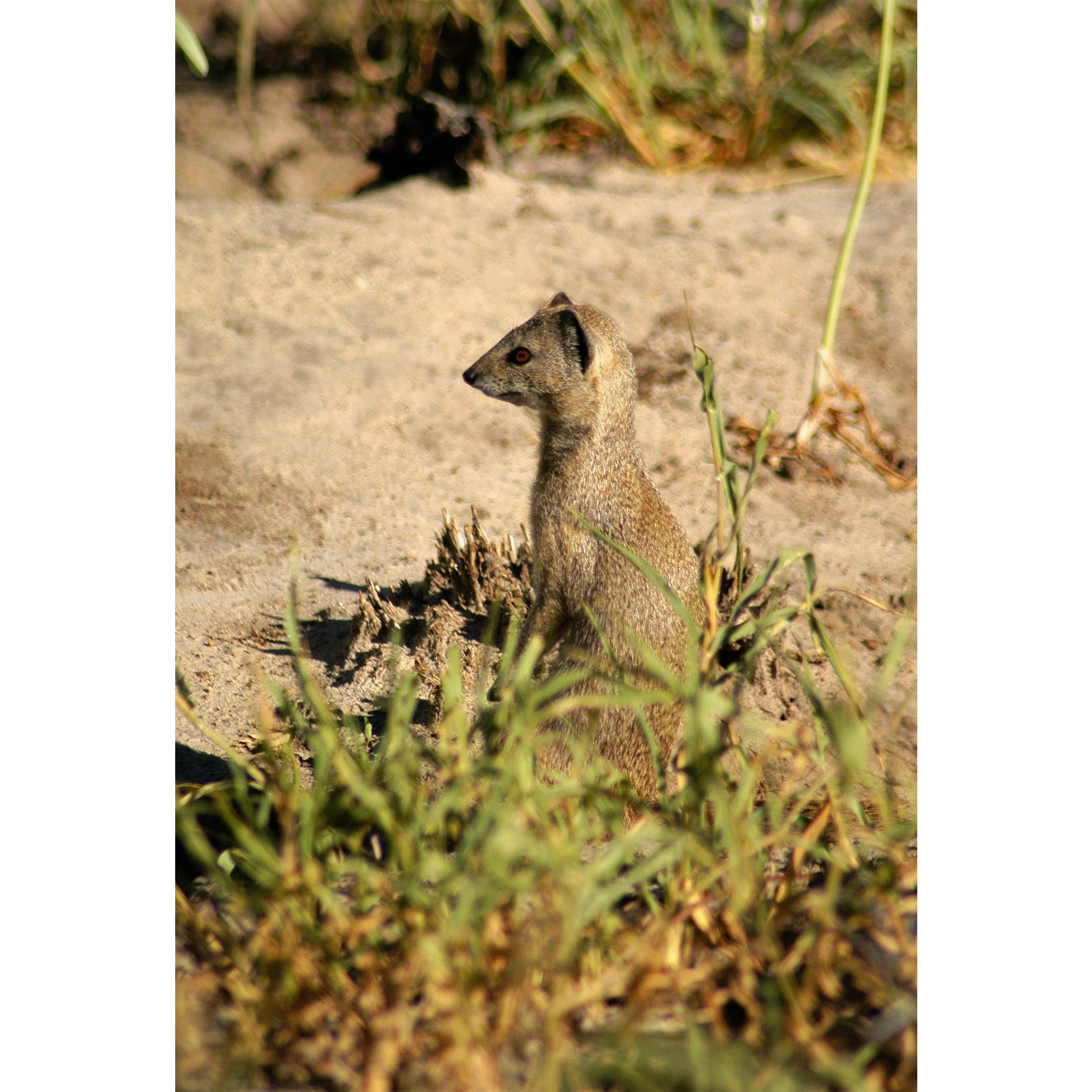 تابلو شاسی طرح حیوان دم عصایی مدل T1957