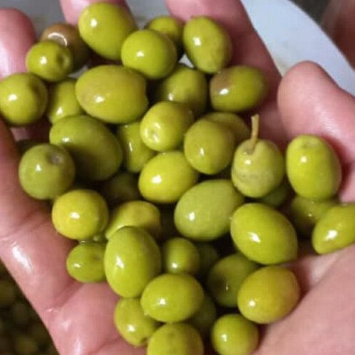 زیتون جنگلی  2.5  کیلویی 