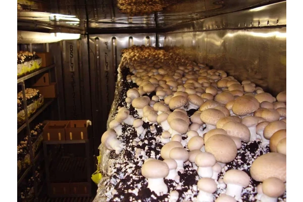 پرورش قارچ در منزل از صفر تا صد PDF - کتابخانه مجازی واتیکان