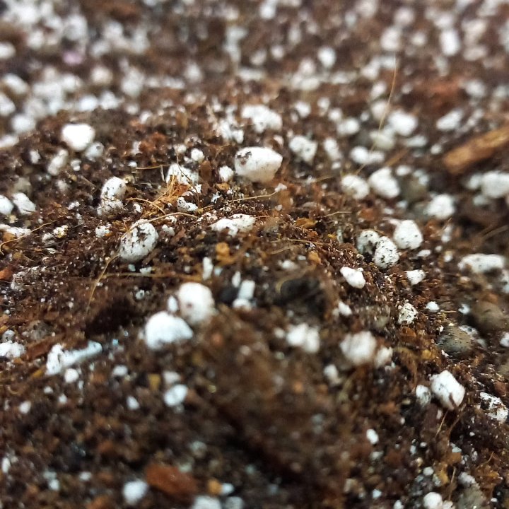 خاک حرفه ای زاموفیلیا بسته ی 10 لیتری وزن 5 کیلو (پس کرایه)