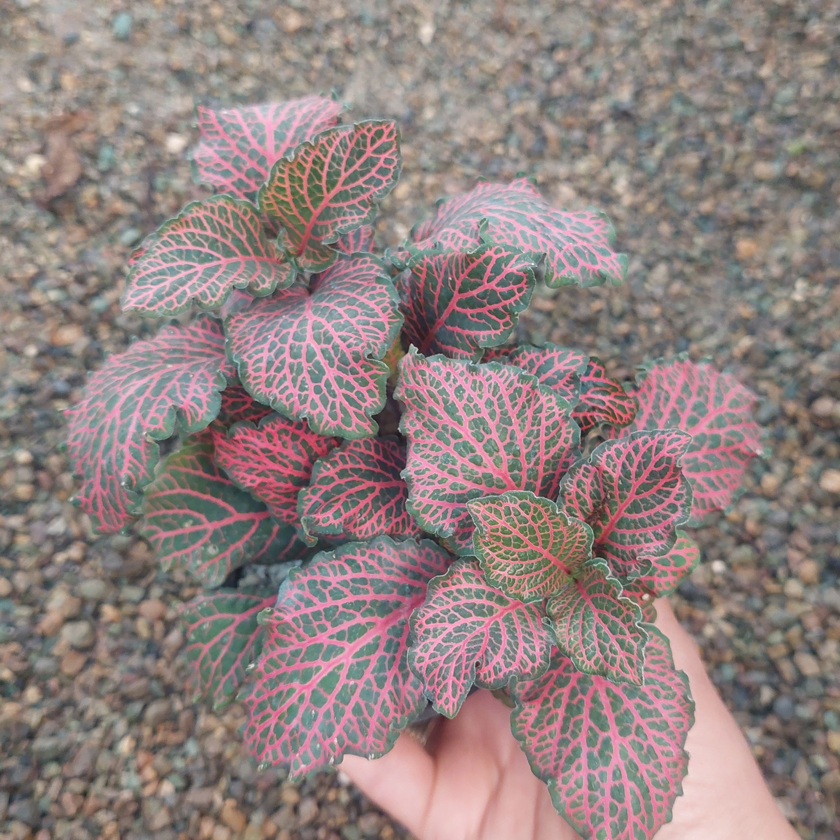 گل فتونیا قرمز چندبوته کیفیت عالی گلدان 8 ارسال بصورت پس کرایه