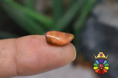 راف اپال سفید