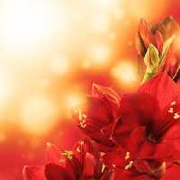خرید و دانلود عکس Flower-Part-9 کد 18414 | پیک فاکس | Pic Fox