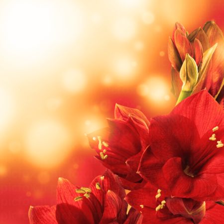 خرید و دانلود عکس Flower-Part-9 کد 18414 | پیک فاکس | Pic Fox