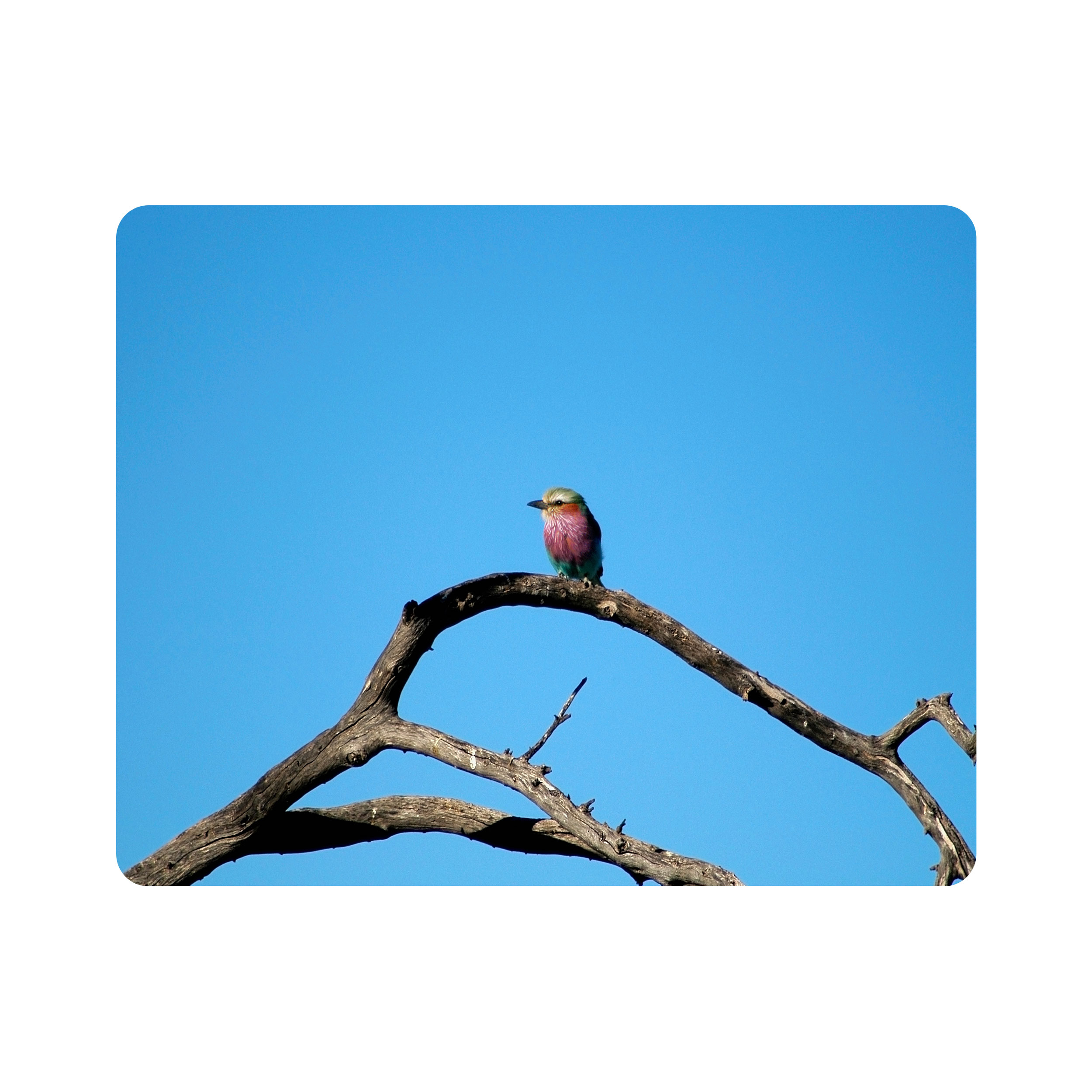 ماوس پد اطلس آبی طرح آسمان و پرنده مدل T1987