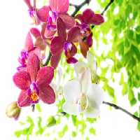 خرید و دانلود عکس Orchid flower کد 38151 | پیک فاکس | Pic Fox