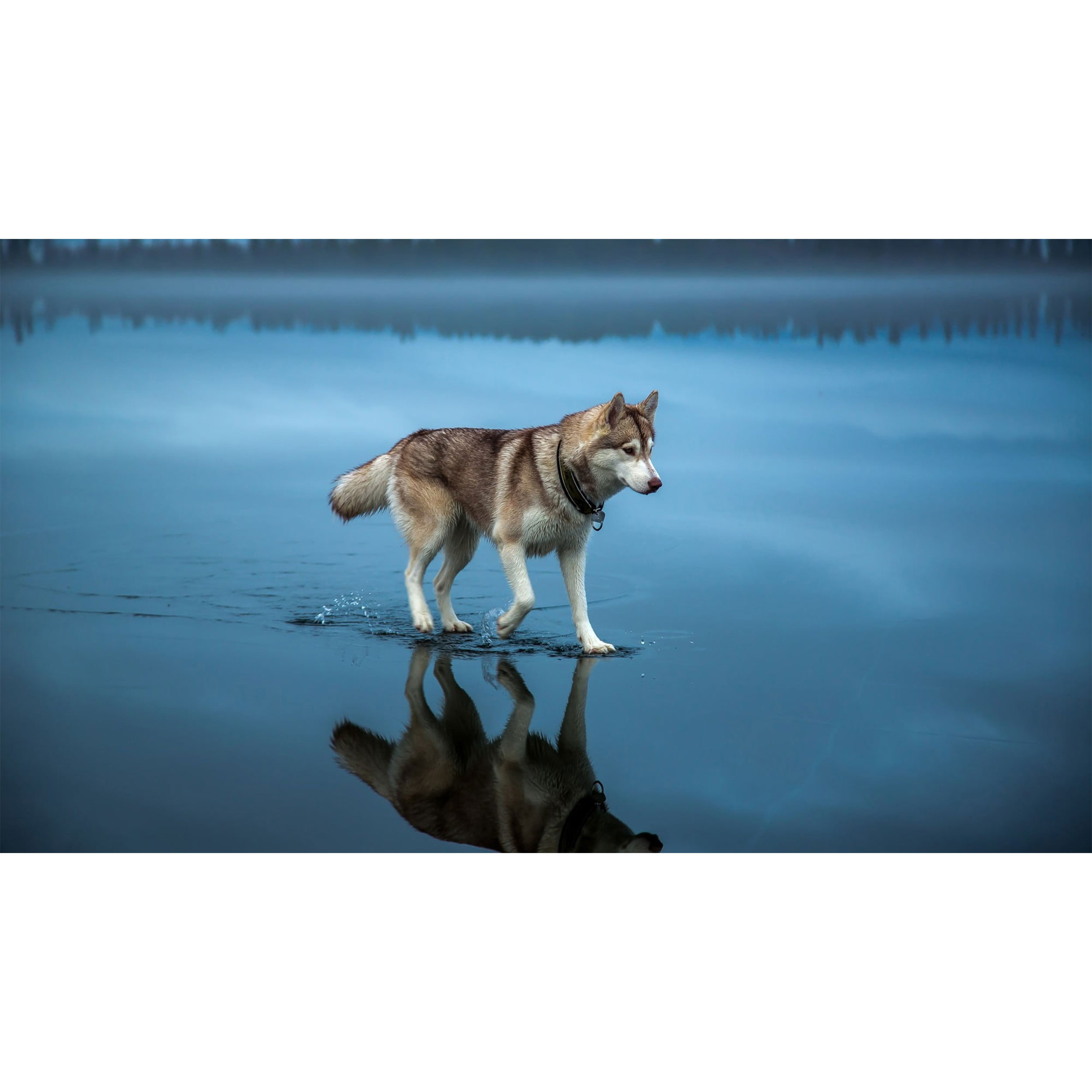 تابلو شاسی طرح سگ هاسکی مدل T7648