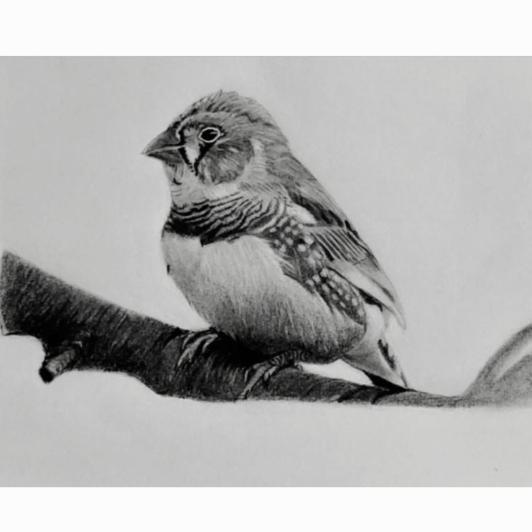 نقاشی از پرنده فنچ