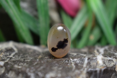 عقیق شجر برزیل