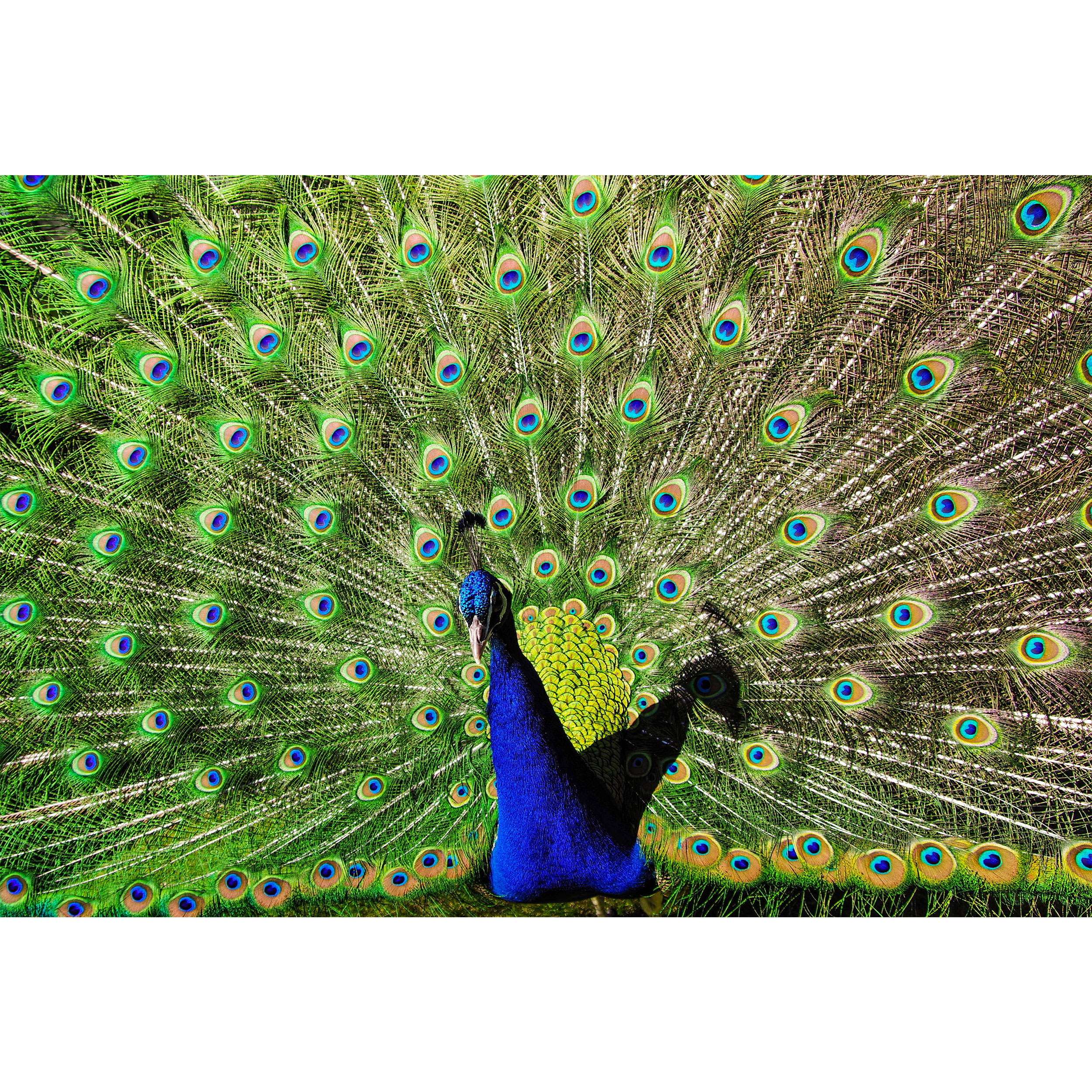 تابلو شاسی طرح پر طاووس مدل T1479