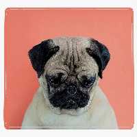 ماوس پد آی تمر مدل سگ پاگ کد 184