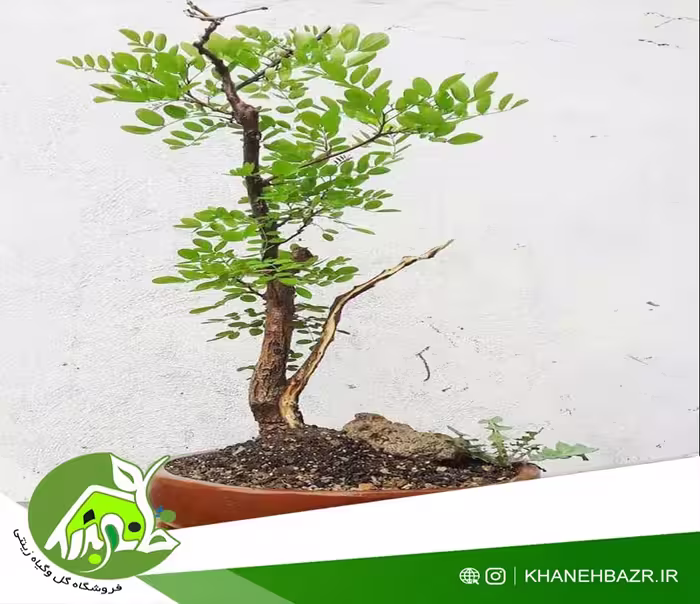 بذر درختچه اقاقیا میکس - خانه بذر | فروشگاه بذر وارداتی گل و گیاه زینتی 1404