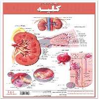 پوستر کالبد شناسی کلیه 50*35 (گلاسه،باجعبه) - ناشربوک | خرید آنلاین کتاب