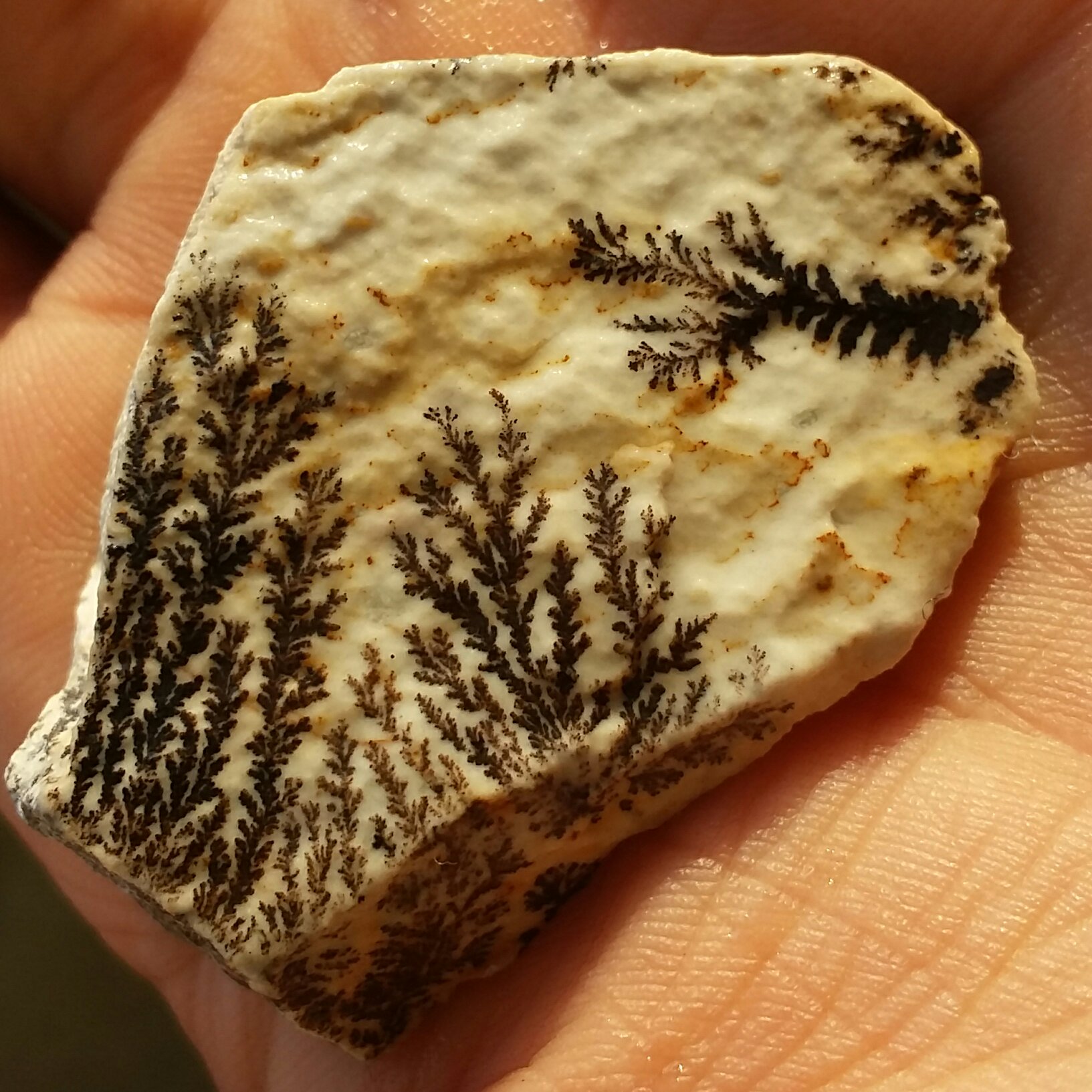 سنگ راف 100 در 100 طبیعی شجر دندریتی یا فسیلی 3 طرفه محشر خاص شاهکار خلقت
شجر واضح خاااااااااص تصویر از 3 طرف نمونه 