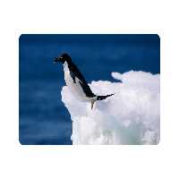 ماوس پد اطلس آبی طرح پنگوئن  مدل T2046