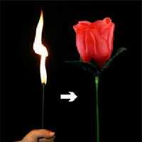تبدیل شعله به گل
