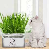 علف گربه      catgrass