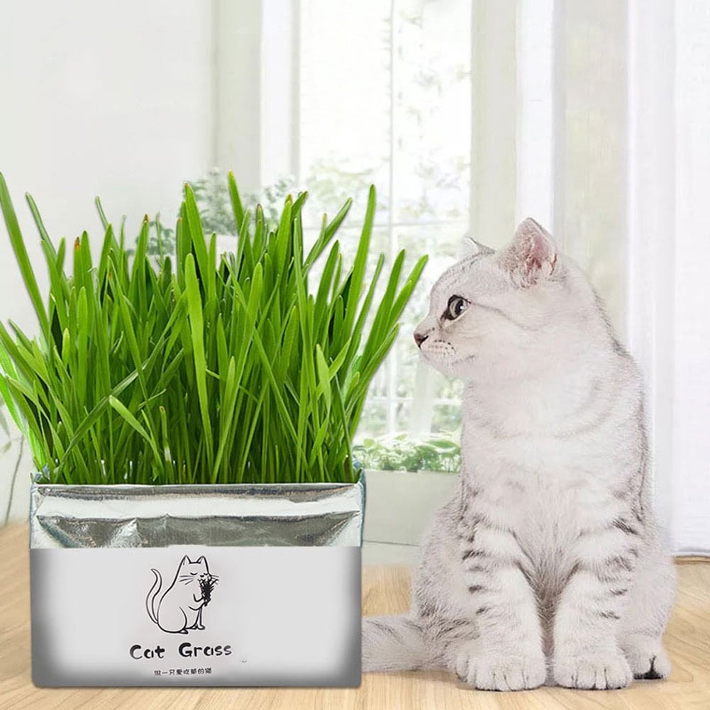 علف گربه catgrass