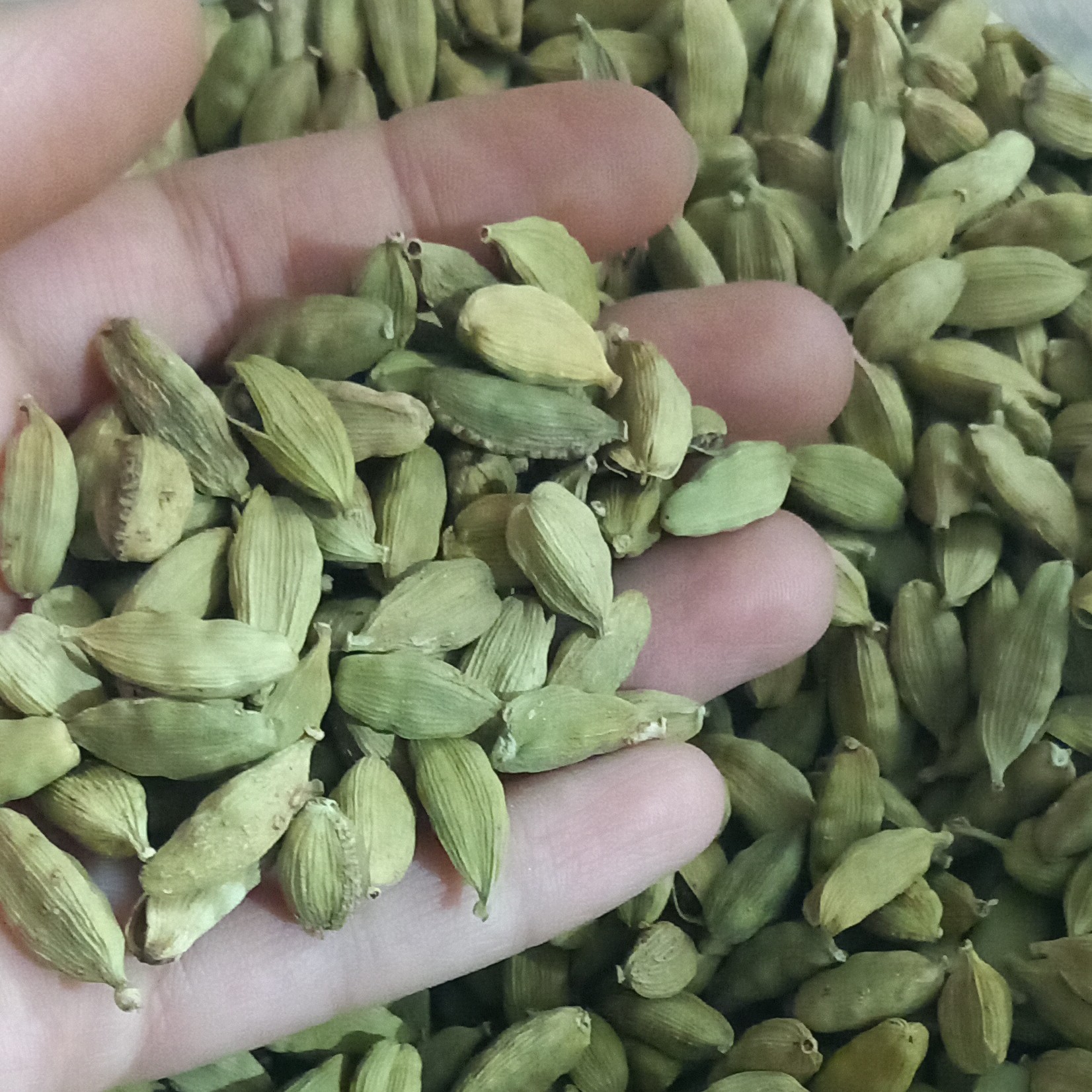 هل سبز درشت و دستچین شده  بسیار معطر و درجه یک(250 گرمی) 