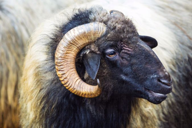 خرید و دانلود عکس Farm animals and livestock کد 15792 | پیک فاکس | Pic Fox