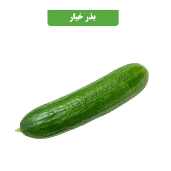بذر آمریکایی خیار چنبر عطار بانو