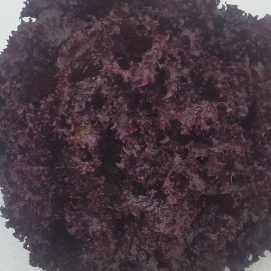 کاهو فرانسوی (بسته بندی)