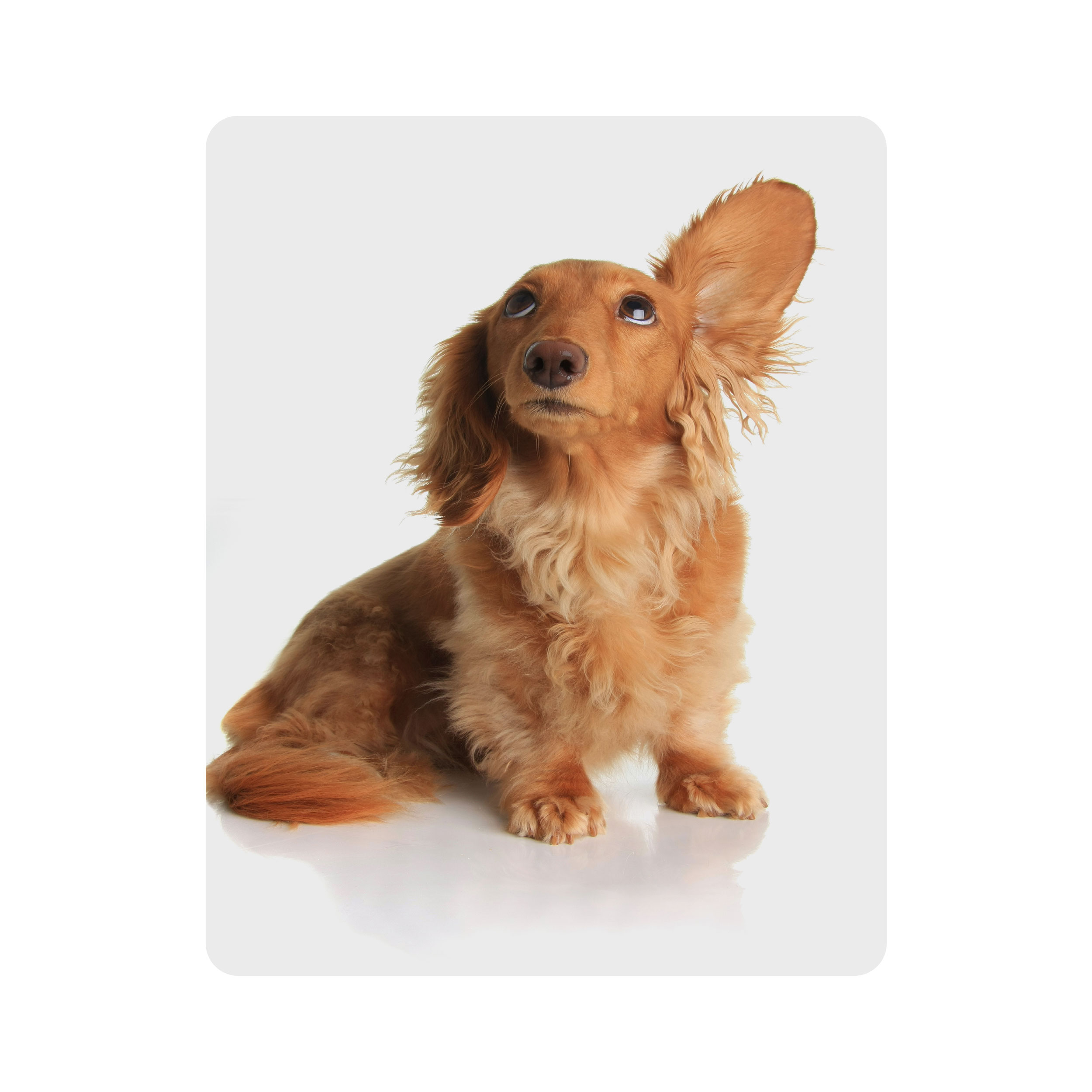 ماوس پد اطلس آبی طرح سگ مدل T2243