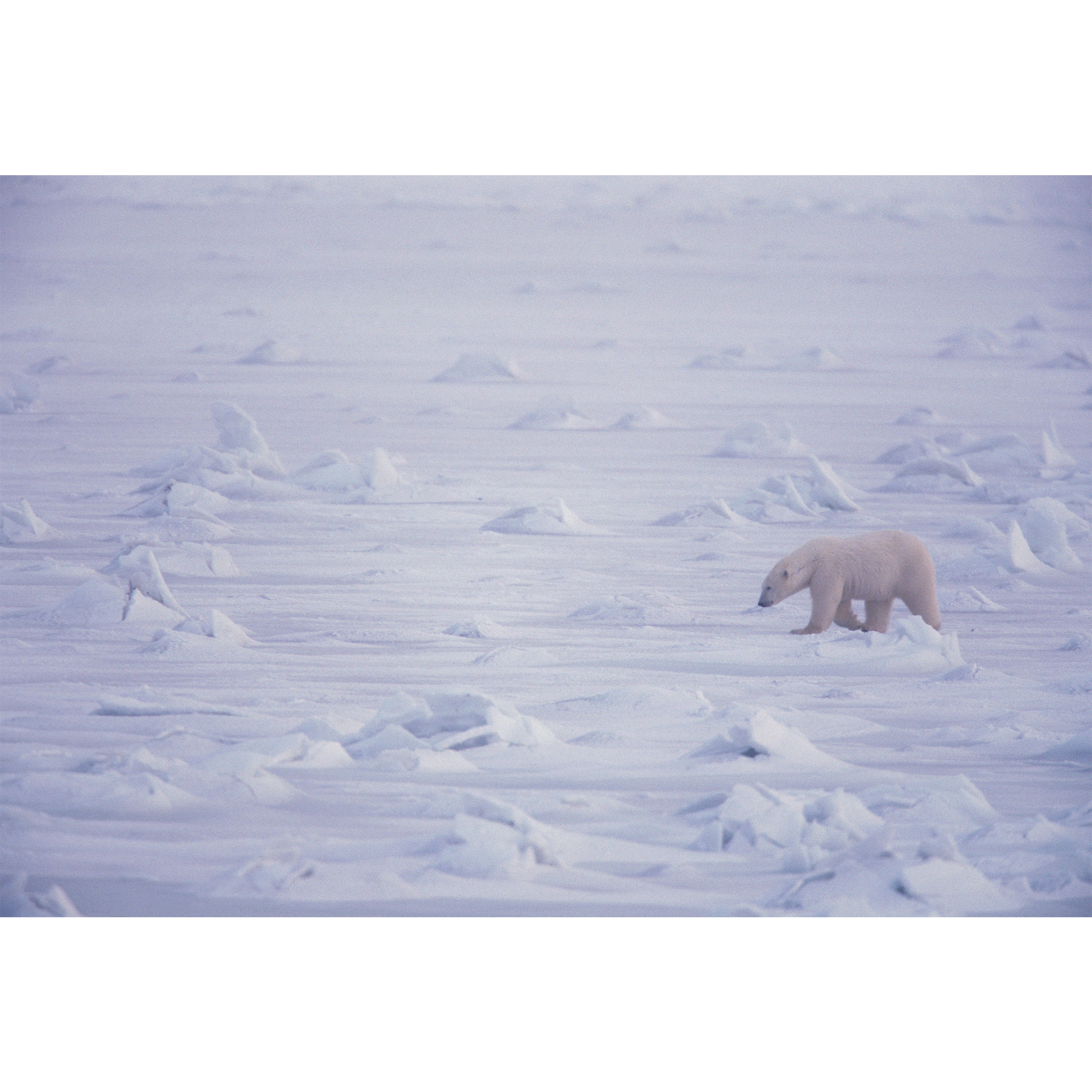 تابلو شاسی طرح خرس قطبی و برف مدل T2082