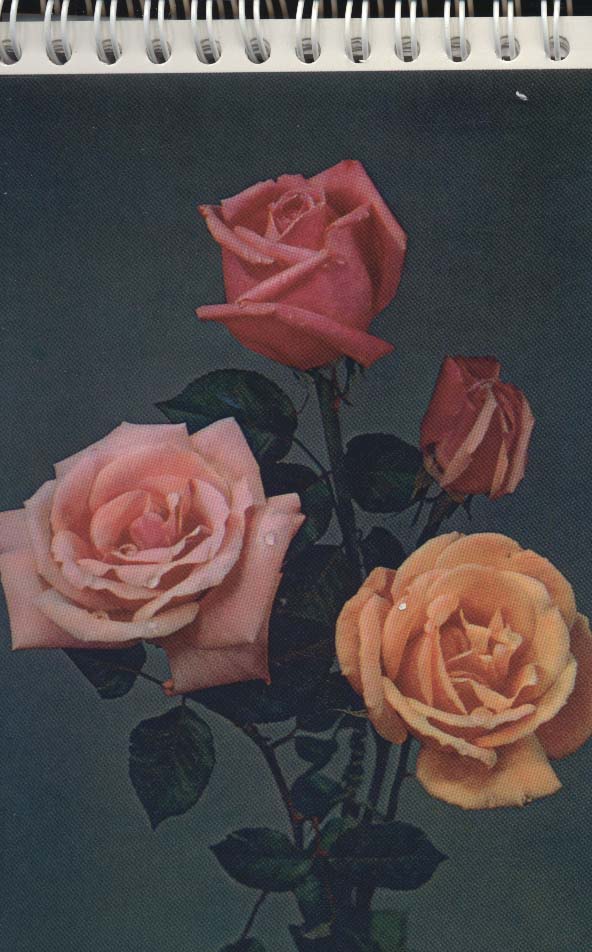 دفترچه یادداشت بی خط (همراه با کارت تبریک،چند طرح)،(سیمی) - ناشربوک | خرید آنلاین کتاب