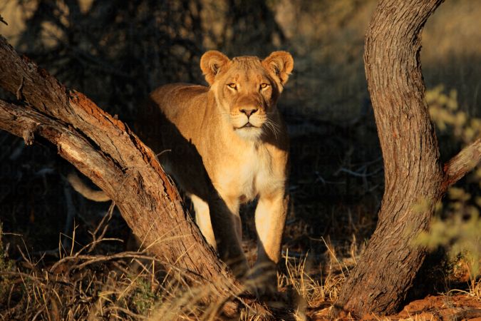خرید و دانلود عکس Look of a lioness کد 31586 | پیک فاکس | Pic Fox