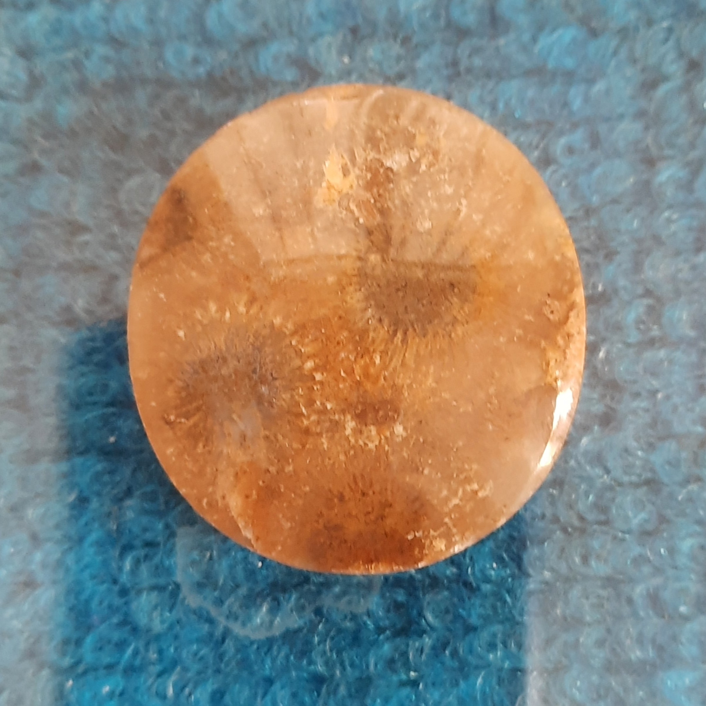  فسیل مرجان عقیق شده که طی یک فرایند طولانی حدود بیست میلیون ساله مرجان کاملا تبدیل به عقیق شده.