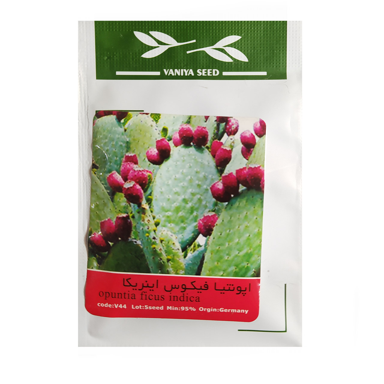 بذر کاکتوس اپونتیا فیکوس ایرنیکا