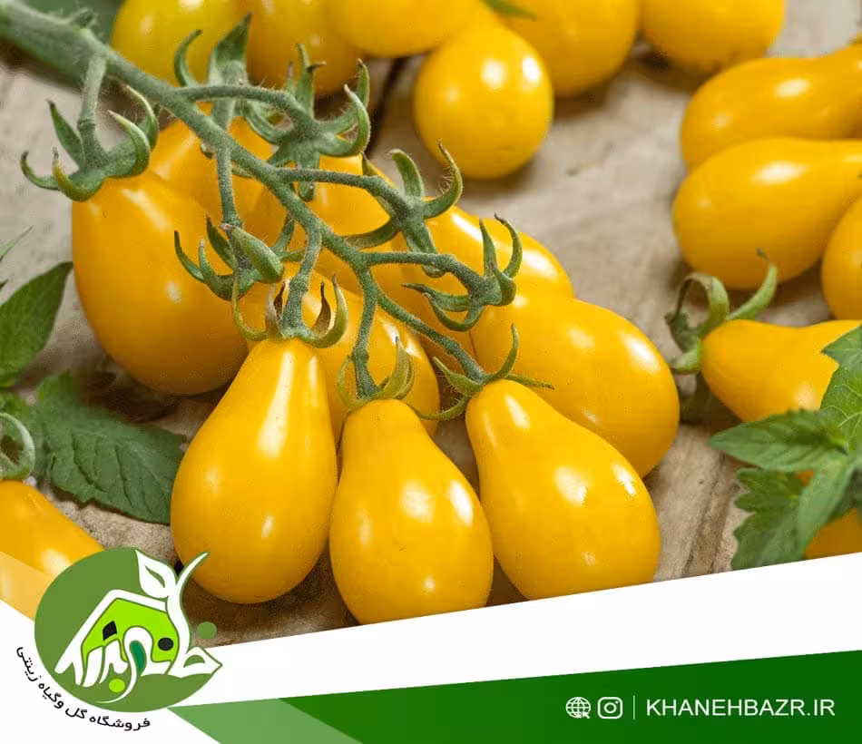 بذر گوجه فرنگی گلابی زرد - خانه بذر | فروشگاه بذر وارداتی گل و گیاه زینتی 1404
