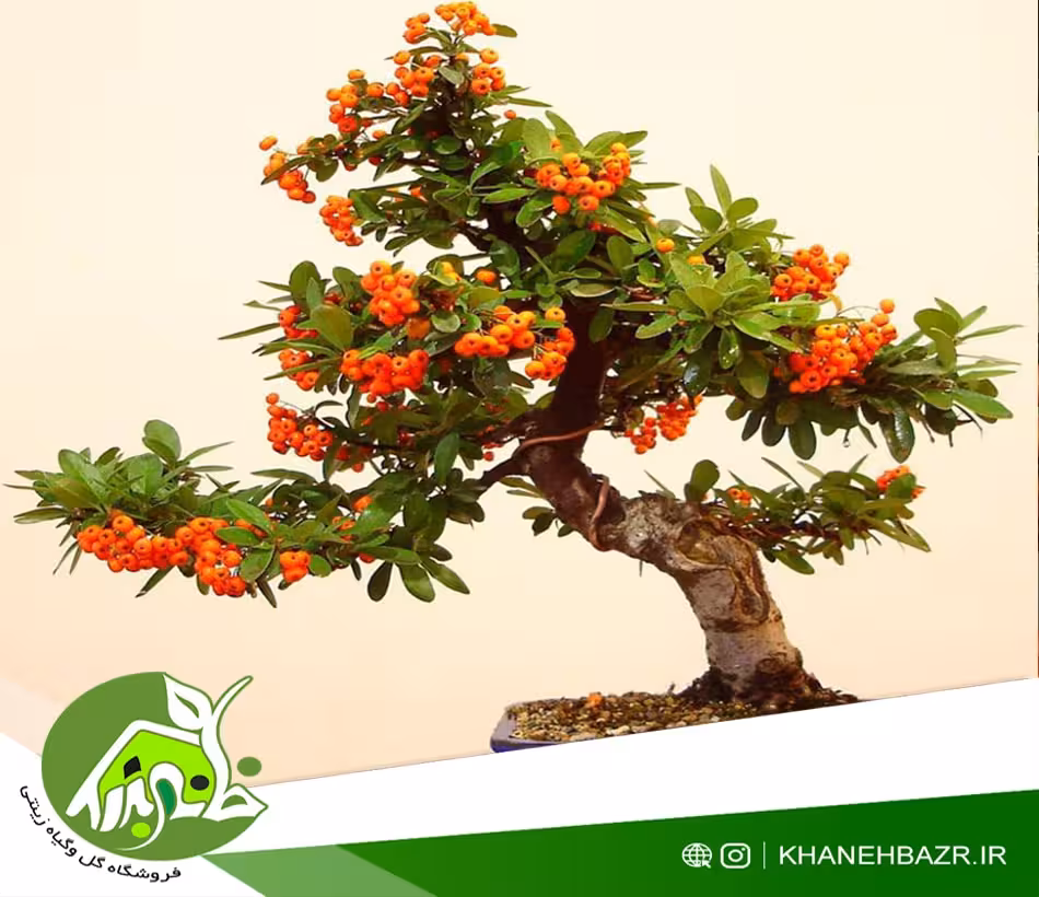 بذر درختچه پیراکانتا نارنجی - خانه بذر | فروشگاه بذر وارداتی گل و گیاه زینتی 1404