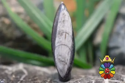 فسیل ارتوسراز مراکش