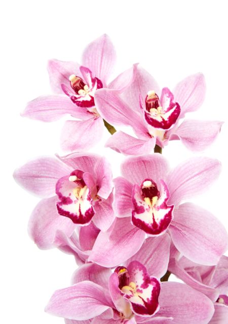 خرید و دانلود عکس Orchid flower کد 38154 | پیک فاکس | Pic Fox