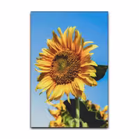 تابلو شاسی گوفی مدل طبیعت گل آفتابگردان طرح Nature SunFlower کد CLOS03 | دنیای قاب