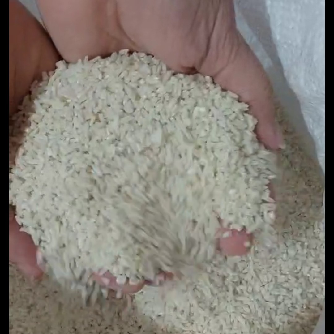 برنج سرلاشه کشت اول و دوم