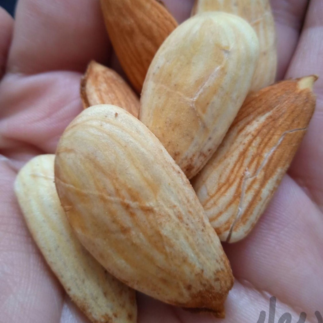 بادام مامایی صادراتی یک کیلویی