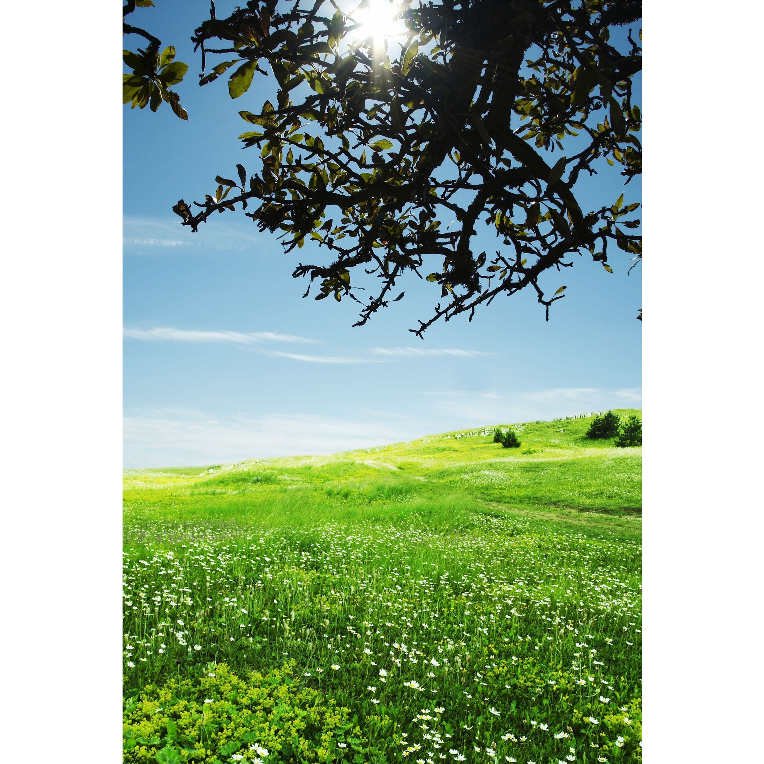 تابلو شاسی مدل دشت و آسمان و درخت و طبیعت T7087