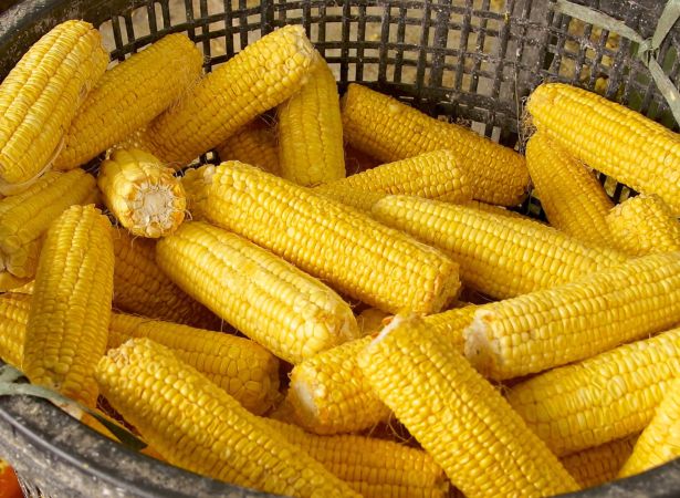 خرید و دانلود عکس Collection farming seeding plants sprout earth bed 2 کد 12859 | پیک فاکس | Pic Fox