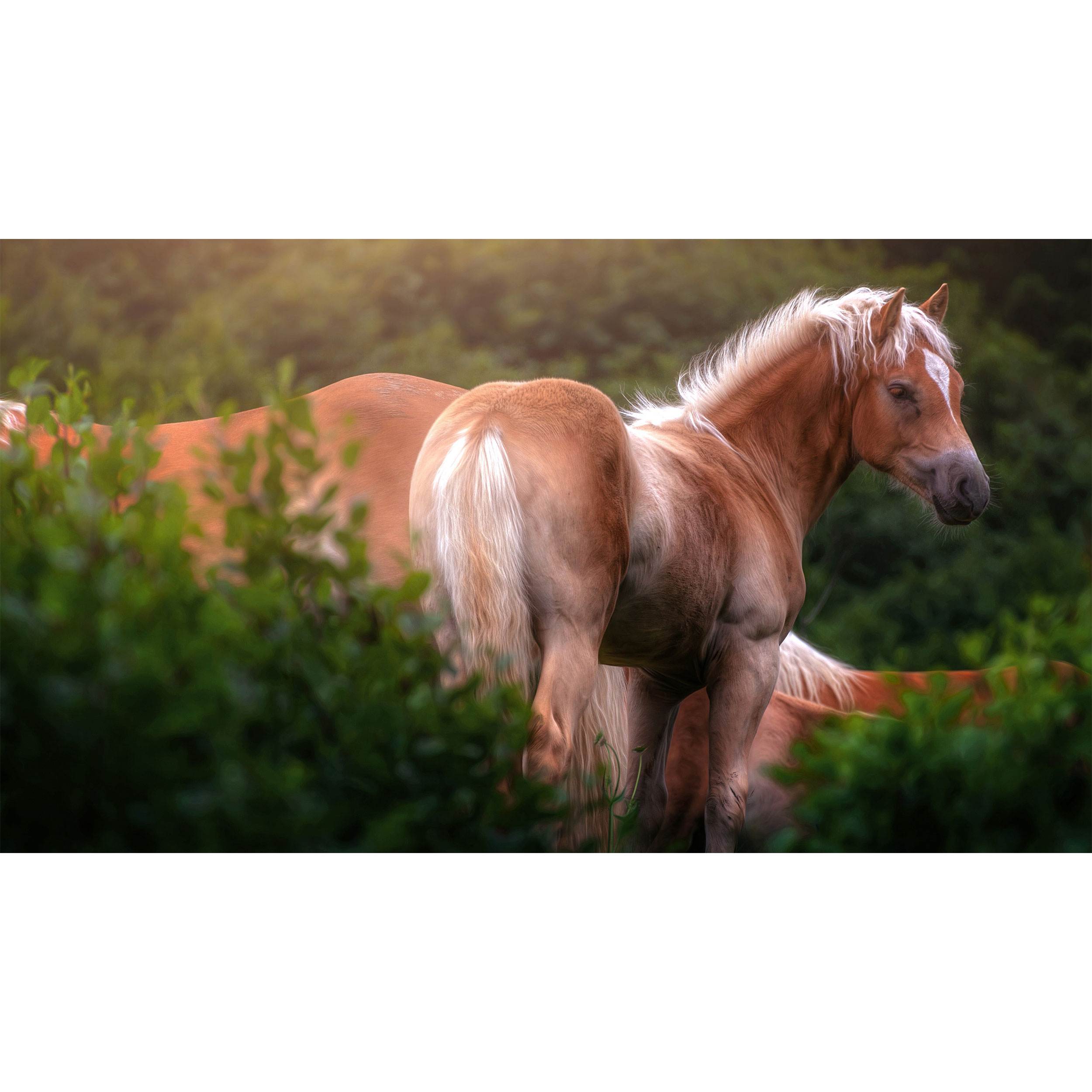 تابلو شاسی طرح اسب مدل T7793