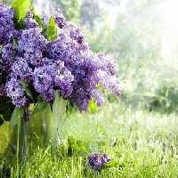 خرید و دانلود عکس Flower-Part-9 کد 18364 | پیک فاکس | Pic Fox