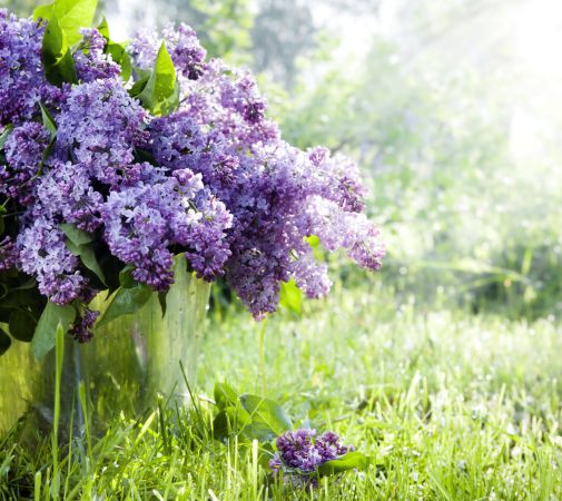 خرید و دانلود عکس Flower-Part-9 کد 18364 | پیک فاکس | Pic Fox