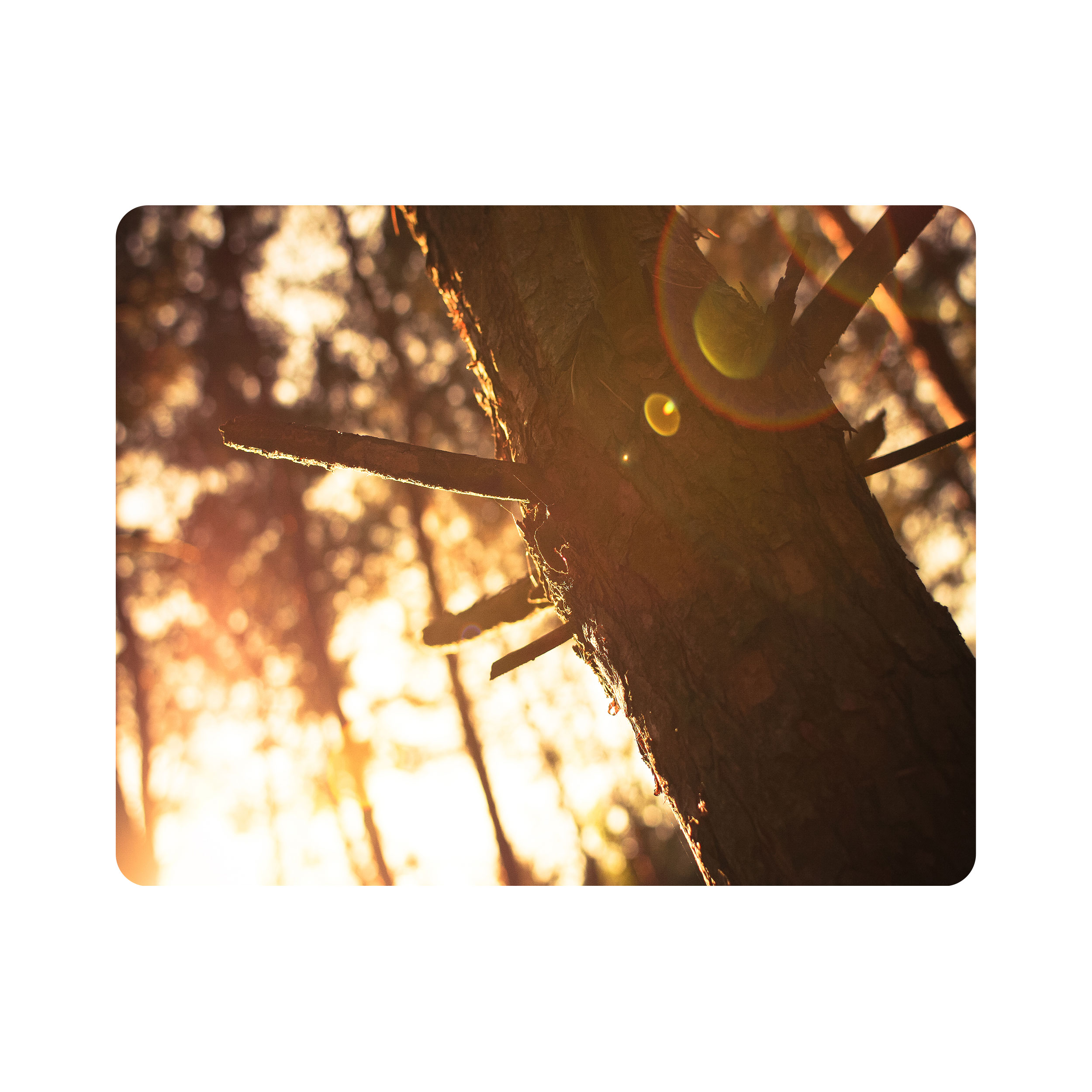 ماوس پد اطلس آبی طرح درخت و جنگل مدل T1896