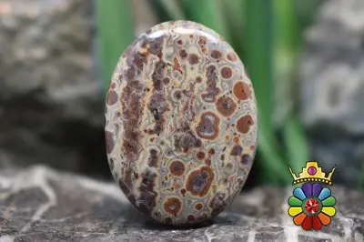 استروئید جاسپر