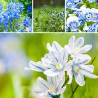 خرید و دانلود عکس Flower-Part-5 کد 18053 | پیک فاکس | Pic Fox