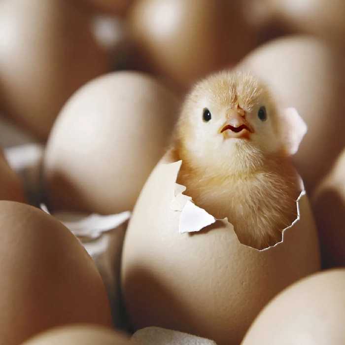 تخم مرغ محلی گلپایگان نطفه دار جهت جوجه کشی  ارسال به صورت شانه ای