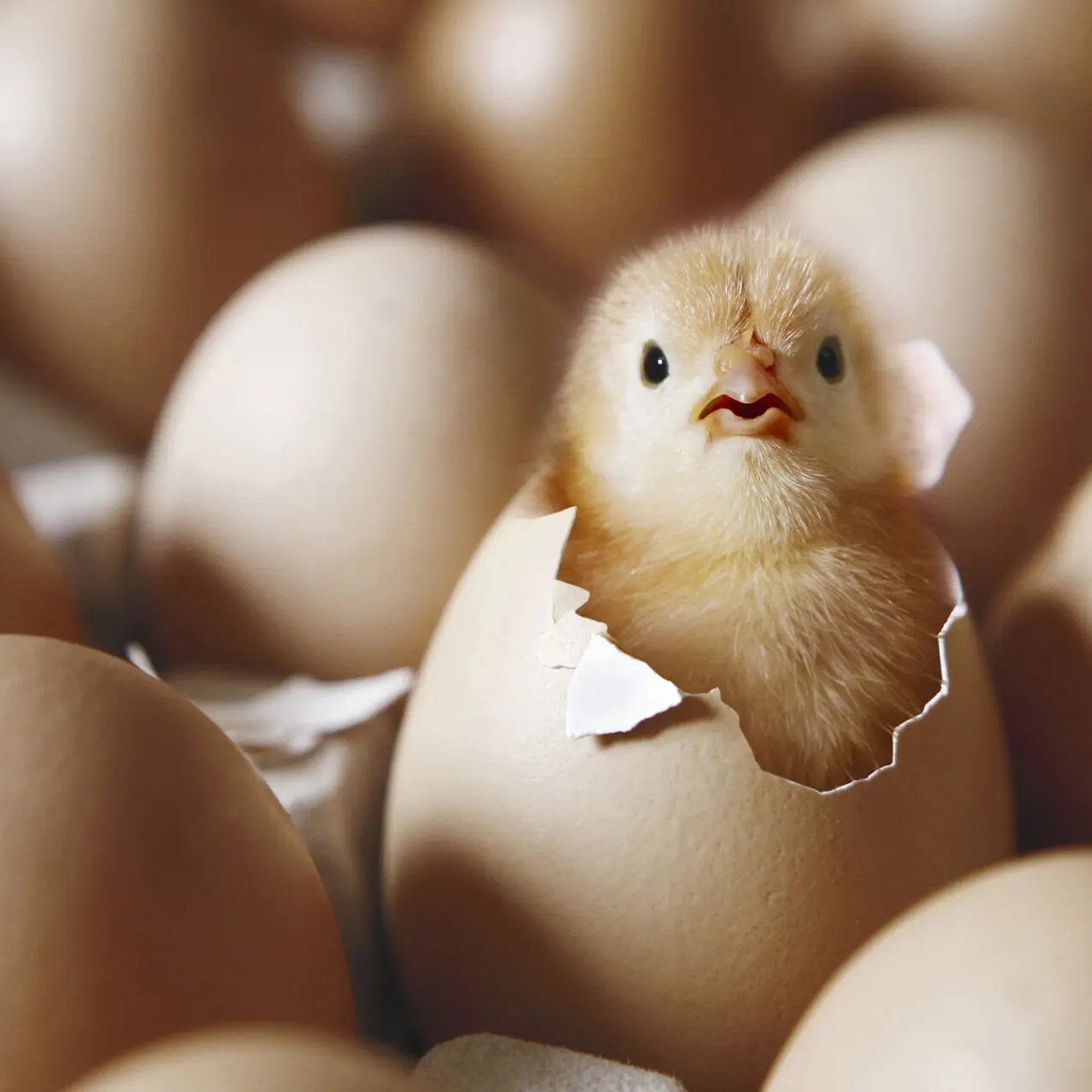 تخم مرغ محلی گلپایگان نطفه دار جهت جوجه کشی  ارسال به صورت شانه ای